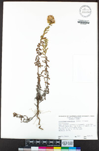 Heterotheca sessiliflora image