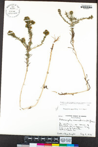 Holocarpha macradenia image
