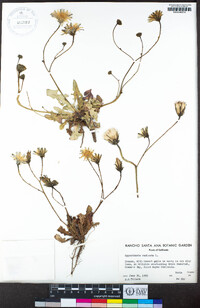 Hypochaeris radicata image