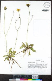 Hypochaeris radicata image