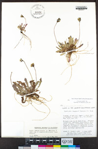 Leontodon saxatilis image