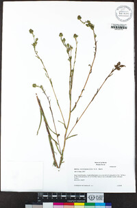 Madia citrigracilis image