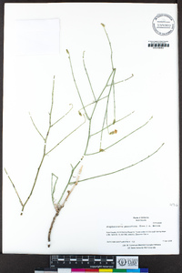 Stephanomeria pauciflora image