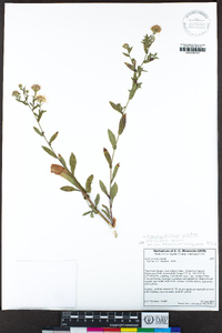 Symphyotrichum greatae image