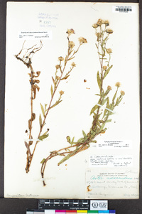 Symphyotrichum lentum image