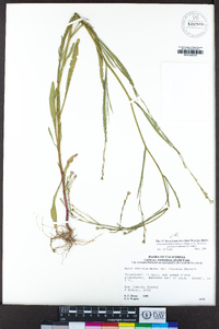 Symphyotrichum subulatum image