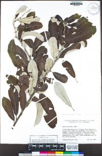 Salix sitchensis image