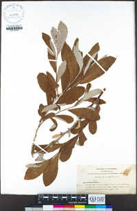 Salix sitchensis image