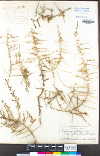 Image of Lycium carolinianum