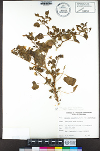 Physalis crassifolia image