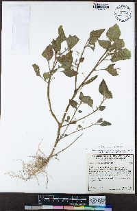 Solanum physalifolium image