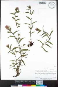 Castilleja applegatei image