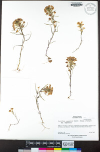 Castilleja campestris image