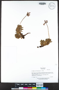 Primula suffrutescens image