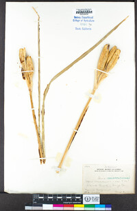 Iris missouriensis image