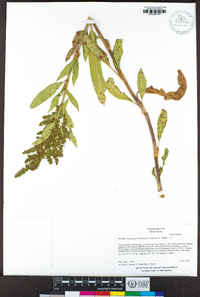 Rumex triangulivalvis image