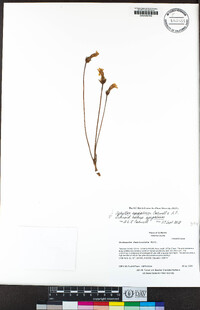 Aphyllon epigalium subsp. epigalium image
