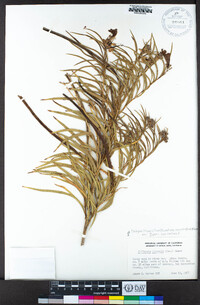 Chilopsis linearis subsp. arcuata image