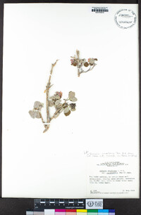 Jamesia americana var. rosea image