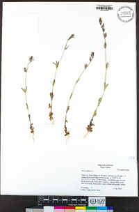 Silene gallica image