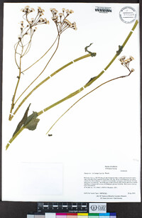 Senecio triangularis image