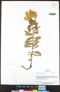 Solidago elongata image