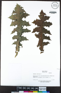 Sonchus oleraceus image
