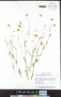 Eriophyllum lanatum image