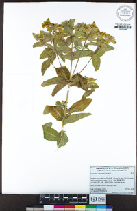 Euphorbia oblongata image