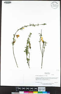 Cytisus scoparius image