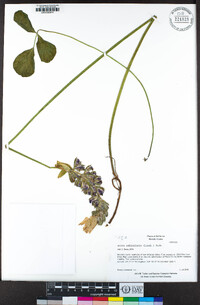 Hoita orbicularis image