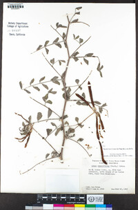 Hosackia crassifolia image