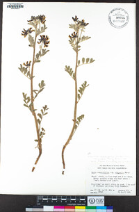 Hosackia crassifolia var. otayensis image