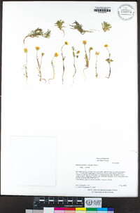 Pentachaeta aurea subsp. aurea image