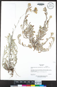 Pseudognaphalium luteoalbum image