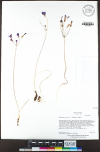 Brodiaea orcuttii image