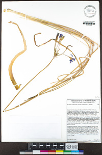Brodiaea santarosae image