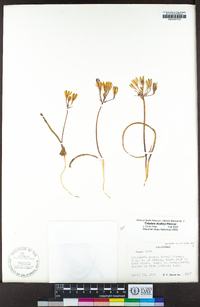 Triteleia crocea image