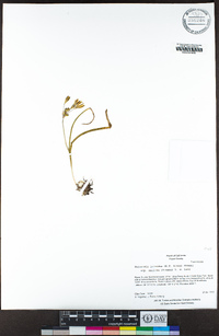 Triteleia ixioides subsp. anilina image