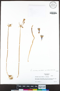 Triteleia laxa image