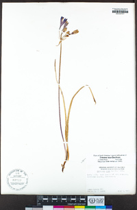 Triteleia laxa image