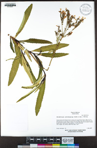 Eriodictyon californicum image