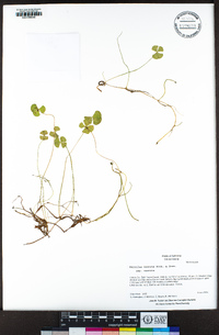 Marsilea vestita image