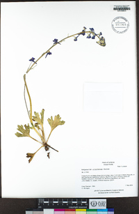 Delphinium uliginosum image