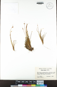 Juncus parryi image