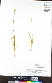 Triantha occidentalis subsp. occidentalis image