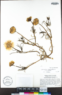 Conicosia pugioniformis image