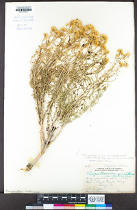 Chrysothamnus viscidiflorus subsp. puberulus image