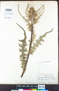 Cirsium douglasii var. douglasii image