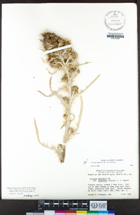 Cirsium douglasii image